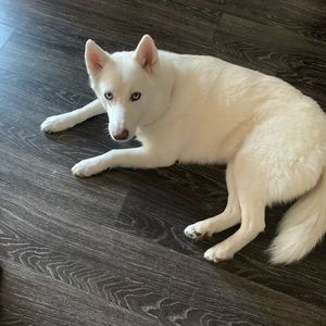 Meet your Posher, Justin